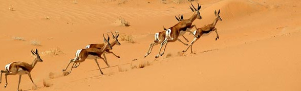 Pakkerejser til Namibia
