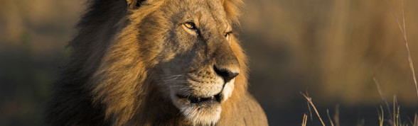 Safari til Burkina Faso