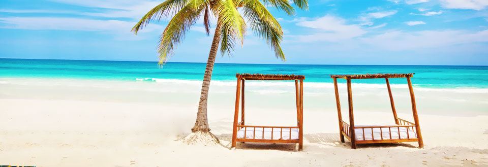 To tomme trægynger på en solrig strand med klart blåt hav og en enkelt palme.