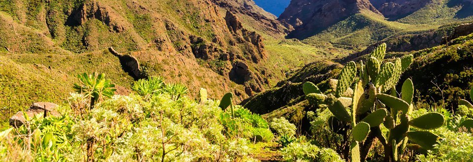 Frodigt landskab med forskelligartet vegetation og kaktus foran bjergsider.