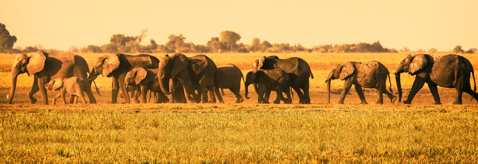 En flok elefanter vandrer gennem en gylden savanne i solnedgangens lys.