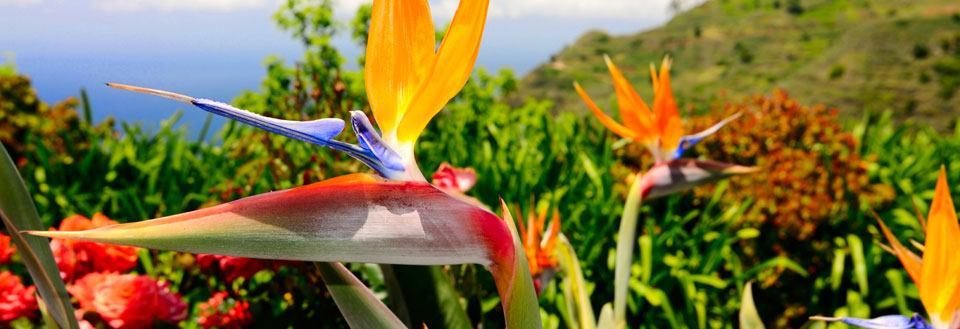 Farverige fugl af paradis blomster foran en frodig grøn landskab med havudsigt.