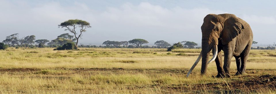 En stor elefant med markante stødtænder går alene over den åbne savanne med spredte træer i baggrunden.