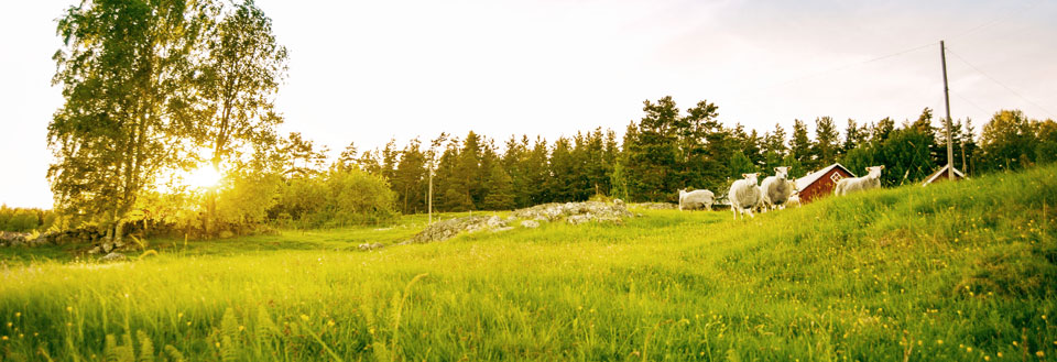 Billedet viser et idyllisk landskab med grønne marker, træer og får under en aftensol.