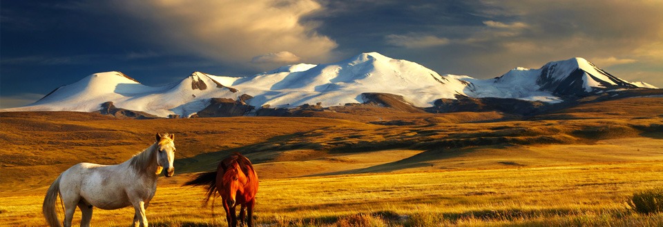 To heste på gylden mark foran snedækkede bjerge under dramatisk himmel.