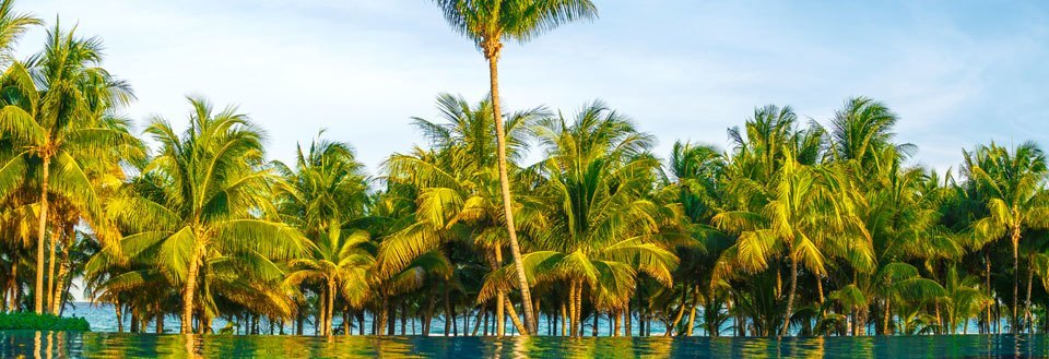 Tropisk paradis med frodige palmetræer langs vandkanten under klar blå himmel.