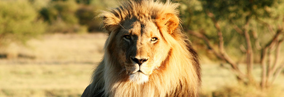 Majestætisk løve der ser ud over savannen.
