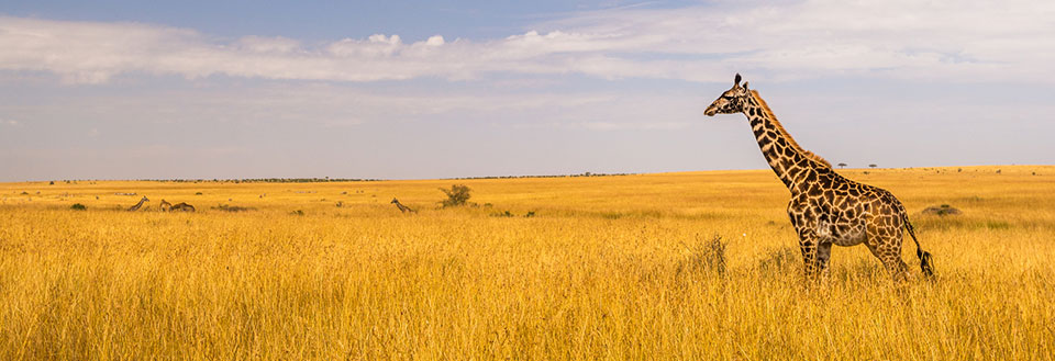 Giraf vandrer alene gennem gulgræsset savanne under vidstrakt himmel.