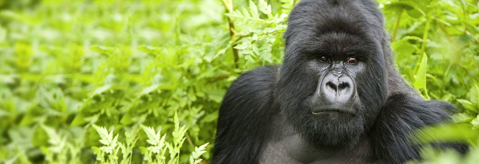 En stor gorilla sidder roligt blandt grønne blade og ser direkte ind i kameraet.