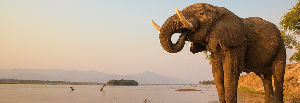 En elefant drikker vand ved flodbredden ved solnedgang, omgivet af roligt vand og en fjern bjergkæde.