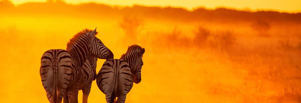 To zebraer står med ryggen til i en gylden solnedgang på savannen.