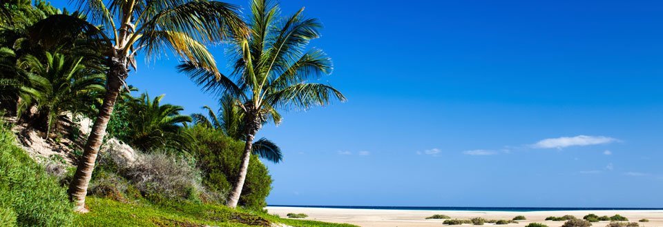 Tropisk strandlandskab med høje palmer mod en klar blå himmel.