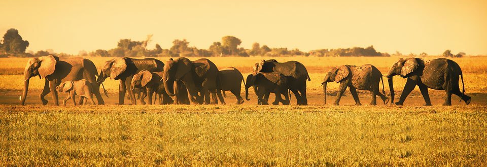 En flok elefanter vandrer over savannen i det gyldne sollys.