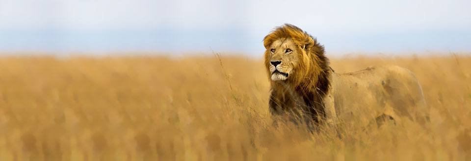 En majestætisk løve står i det gyldne græs på savannen under den åbne himmel.