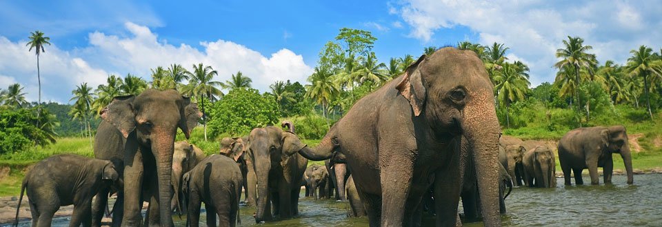 En flok elefanter står i vandet med grønne palmer og blå himmel i baggrunden.