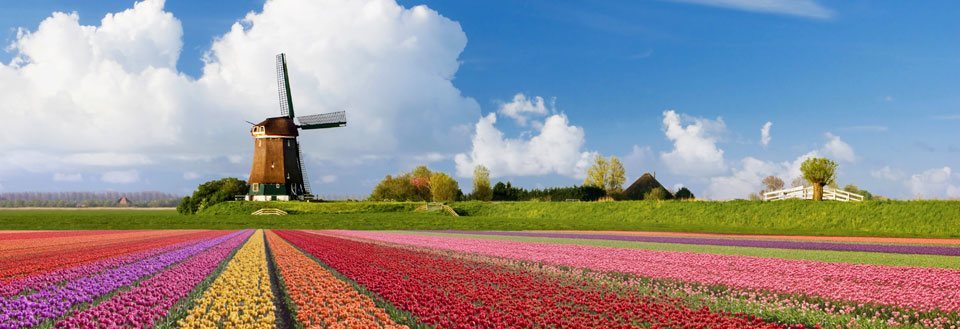 Et idyllisk landskab med en traditionel vindmølle omgivet af farverige tulipanmarker under en blå himmel.