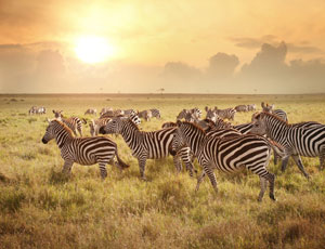 Safarirejse til Kenya