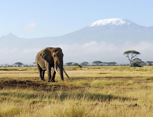 Safarirejse til Amboseli