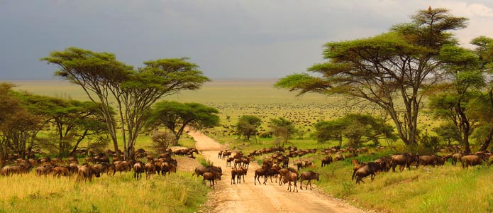 Safarirejse i Afrika