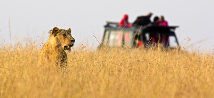 Safarirejse i Serengeti