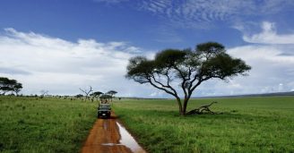 Tag på safarieventyr – Her er de billigste safarirejser i Afrika