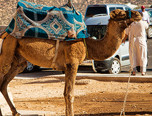Marrakesc og Agadir - Kamel på gaden i Agadir