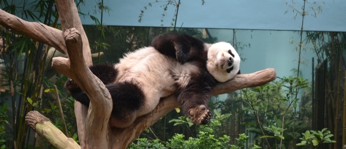 Pandaer i Singapore Zoo
