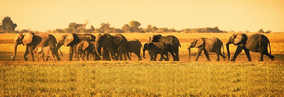 Rejser til Botswana