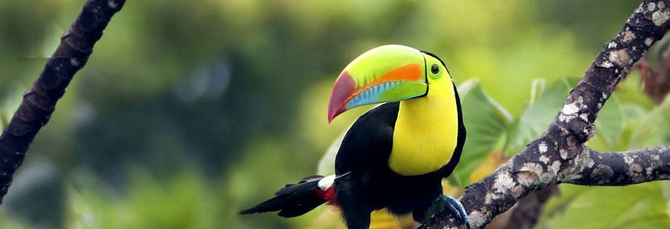 Rejser til Costa Rica